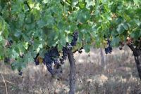 Rowland Flat Ag Bureau updated on AI post image