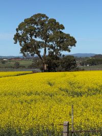 Admire canola crops from the right side of the fence post image