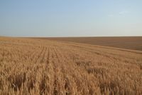 Record SA harvest workforce cannot be left to a lottery post image