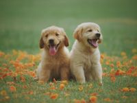Homelessness reform delivers practical help for people with pets this summer post image