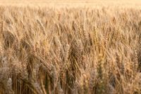 Nominations open for grain awards post image