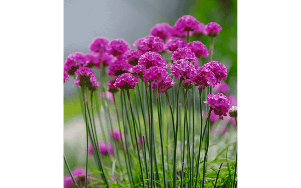 Gardening in August post image