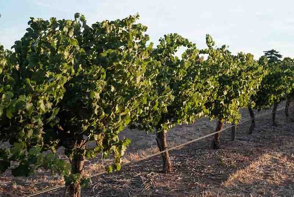 Barossa growers assess vines as vintage goes into full swing post image