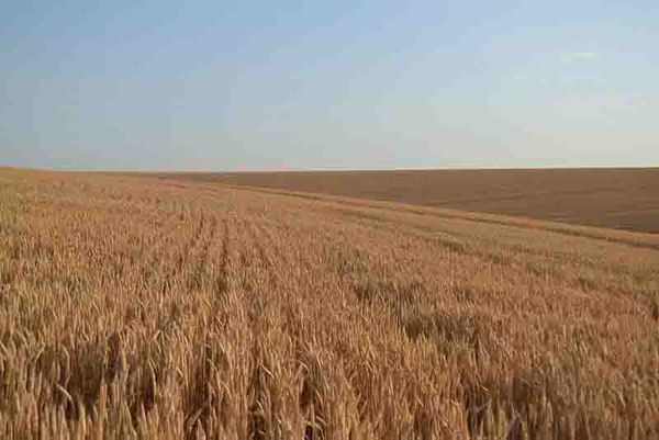 Positive grain forecast for the season despite pressures post image