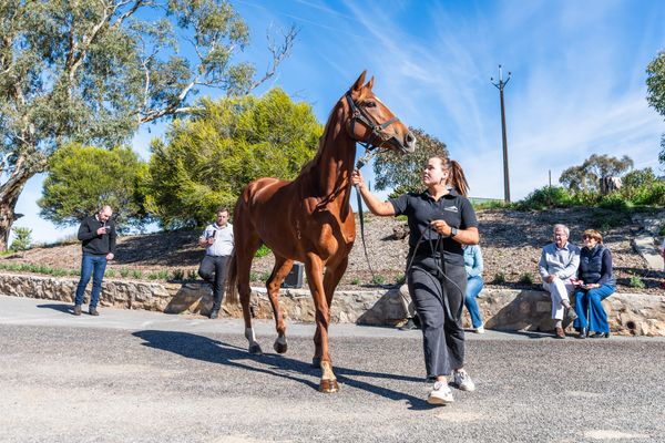Barossa’s horse races on show at ABR post image