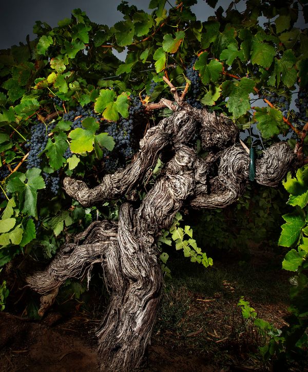 Artistry of Old Vines recognised post image