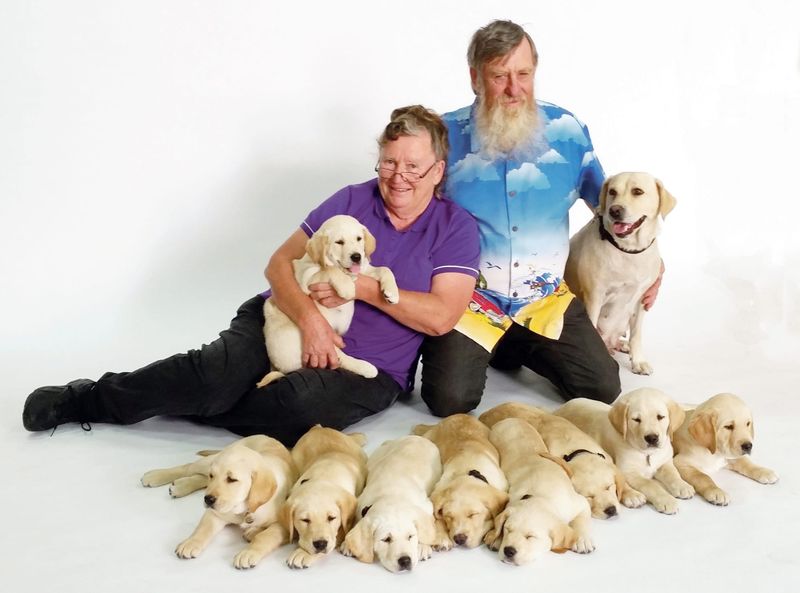 Fears dog baiting on the rise after ex-guide dog dies in Mount Pleasant post image