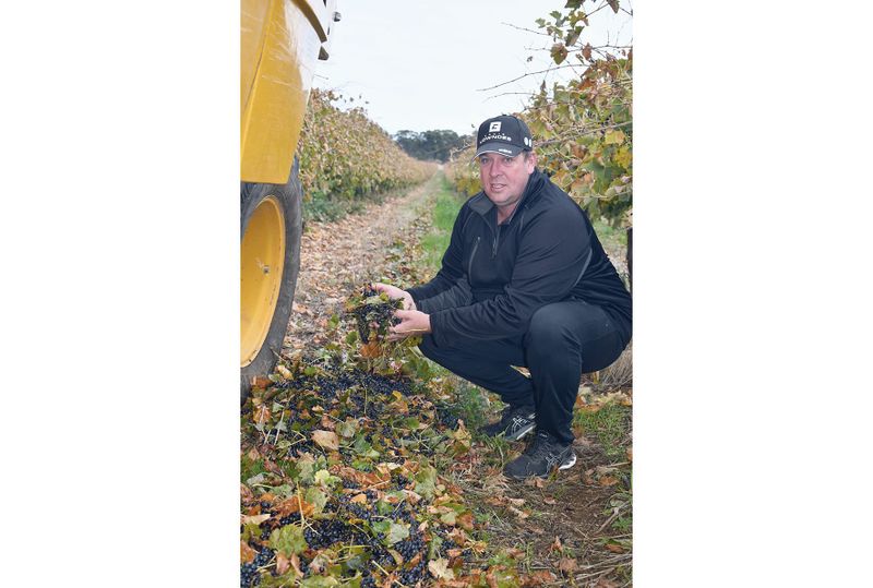 Grape dropping grief for local vigneron post image