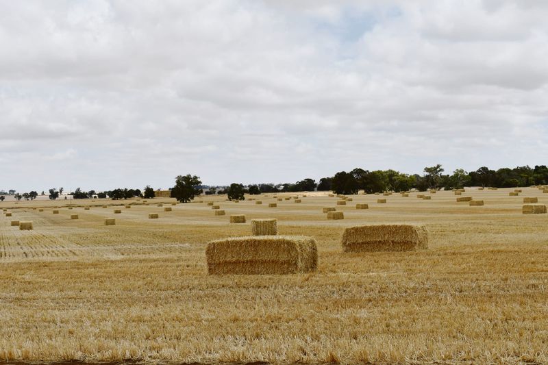 El Niño blamed for seasonal profit forecast post image
