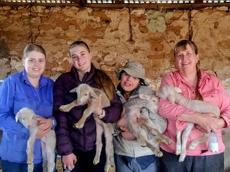 Lamb 'orphanage' a family affair post image