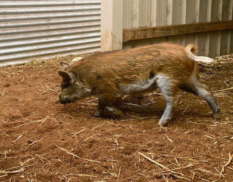 The case of the adventurous red pig post image