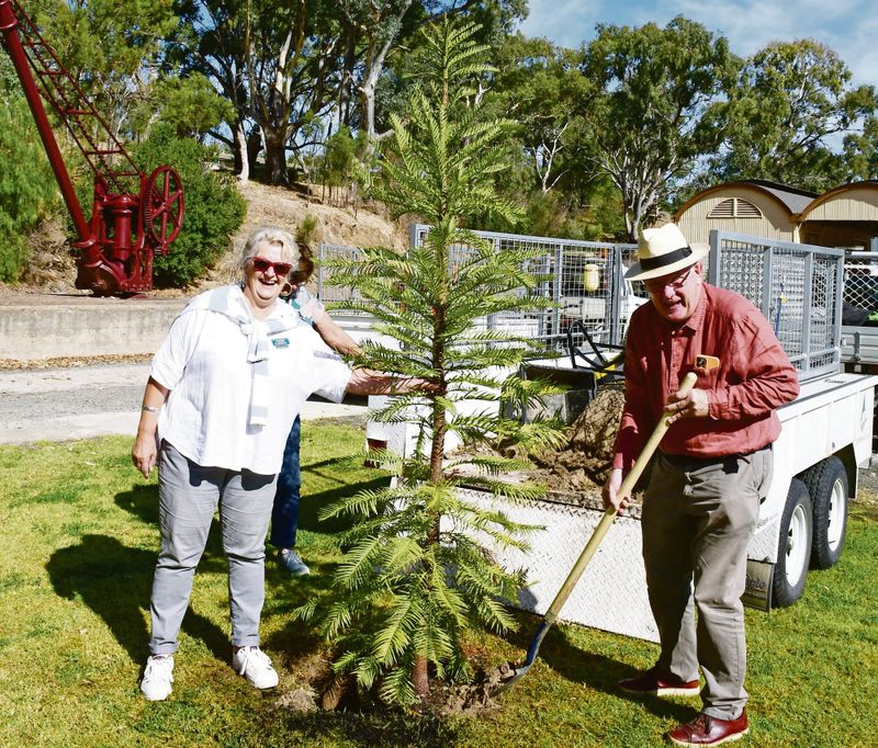 Majestic Wollemi Pine planted in local park to honour Queen Elizabeth post image