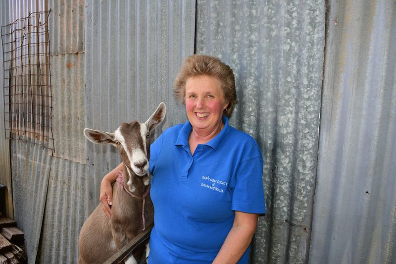 Milking it – a packed programme for Tanunda Show post image