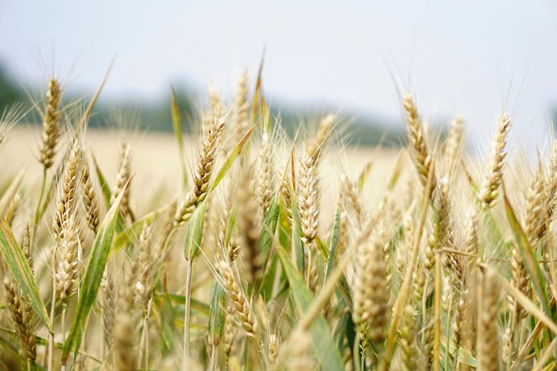 Viterra merges with Bunge post image