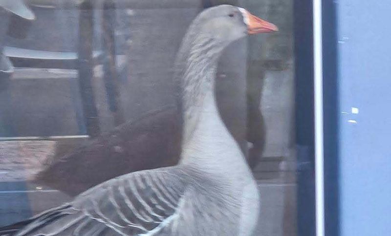Goose on the loose at Gawler Green post image