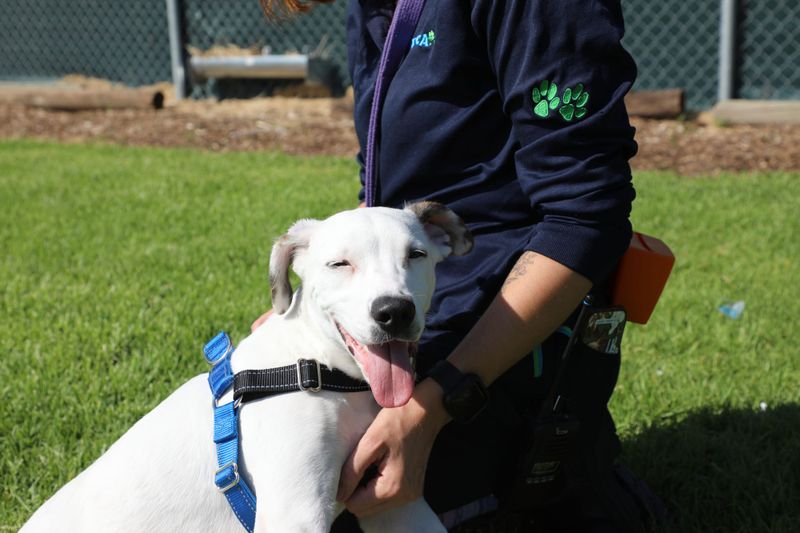Canines at capacity at RSPCA SA prompts adoption drive post image
