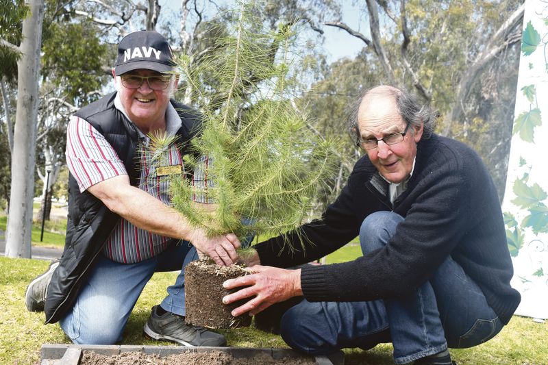 Tree planting to remember our ANZACS post image