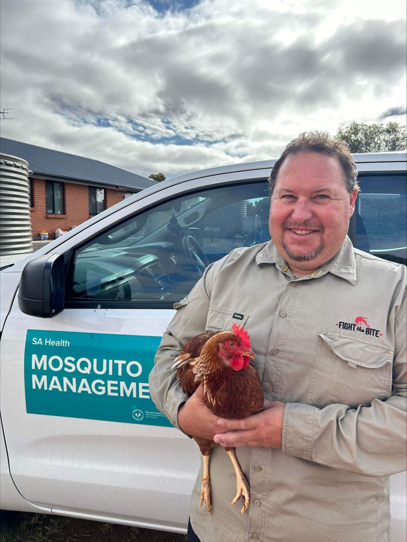 Chooks on guard duty post image