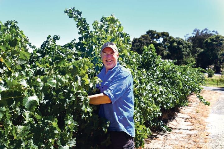 Growers in crisis as grapes left to rot post image