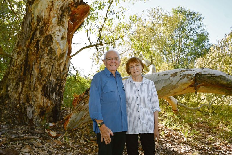 Fallen branch at Angaston prompts timely reminder post image