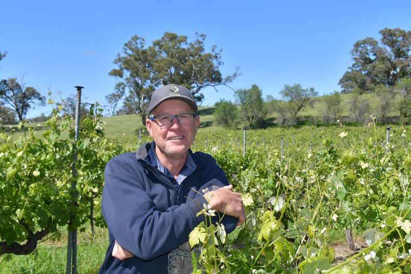 Rain, rain go away for Barossa Vignerons post image