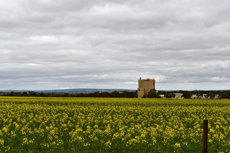Grain farmers reap a reprieve post image