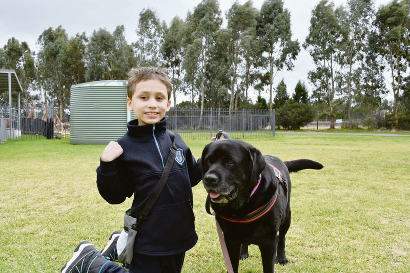 The power of a gentle paw post image