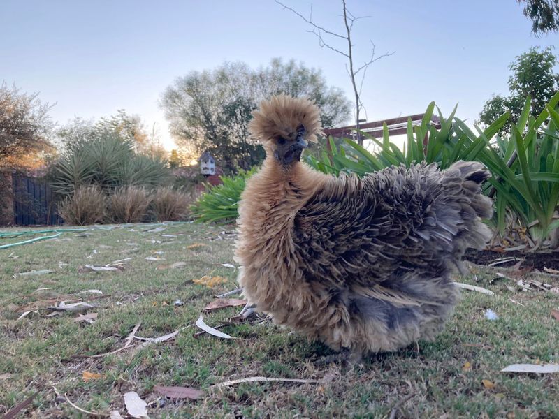 Speckles in the running for Australia’s Next Top Chicken crown post image