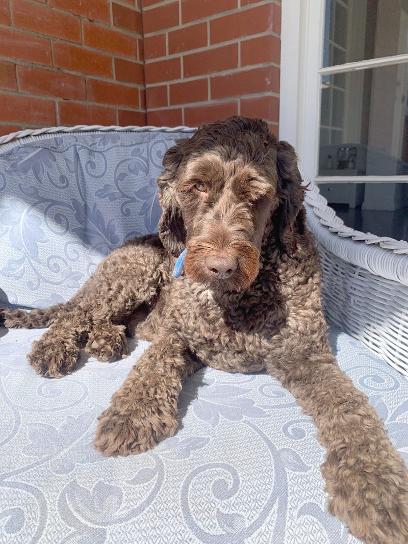 What’s really in your pet’s food? post image