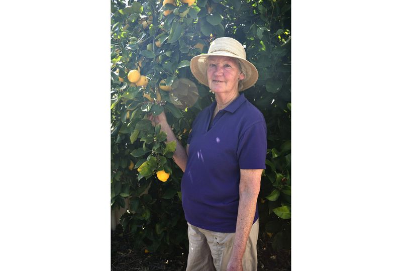 Travellers advised to leave their fruit at home post image