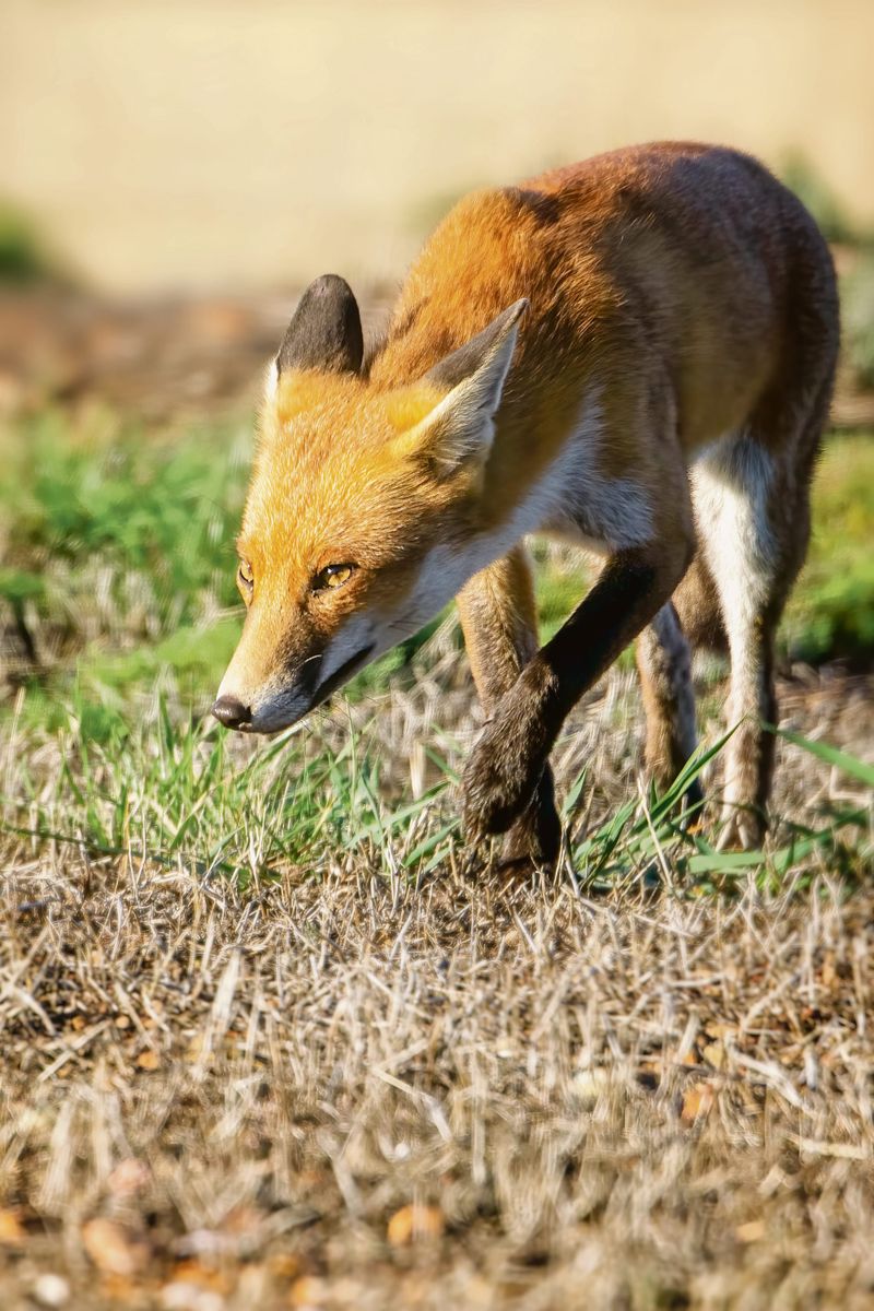 Outwit, outplay, outfox post image