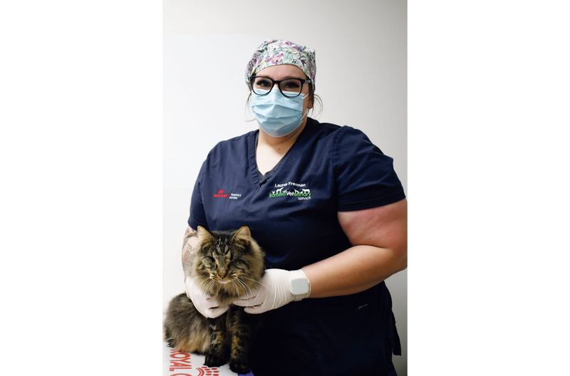 Vet warns: Spring nights cause cat fights post image