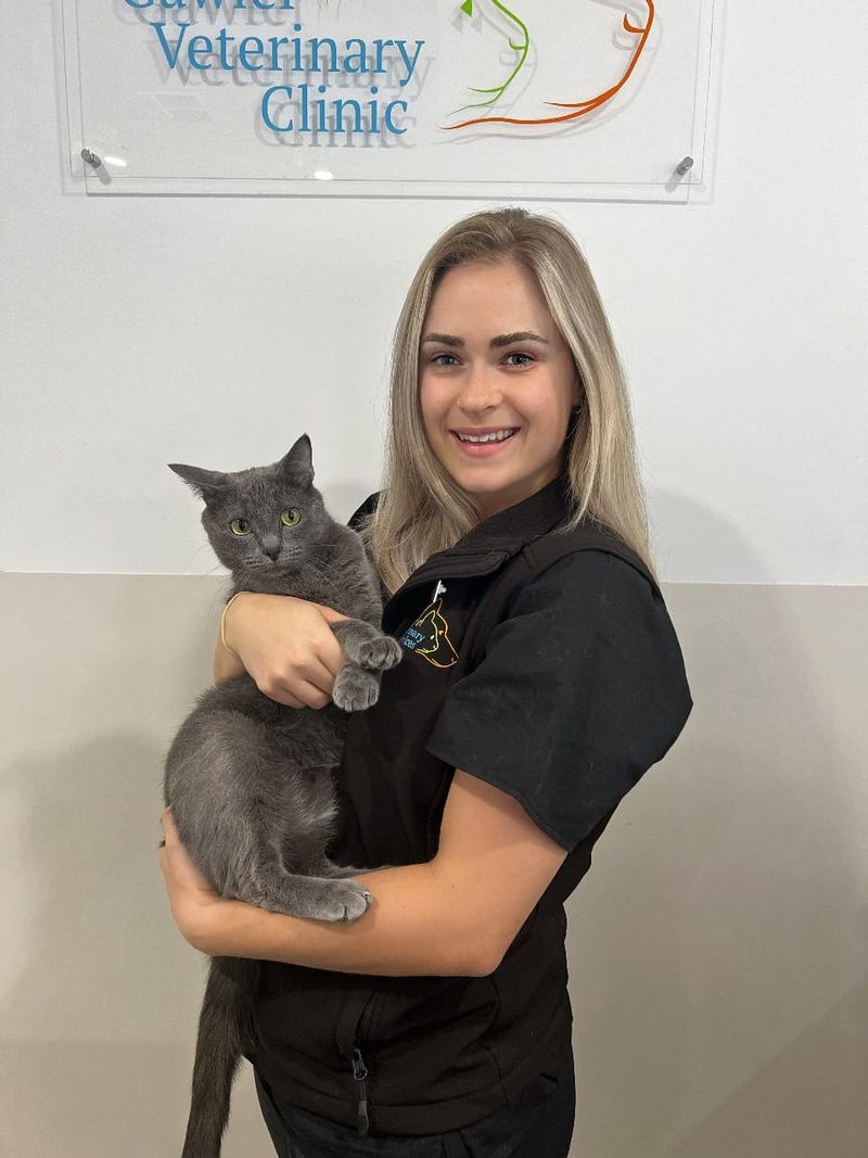 COVID calls the shots in cat vaccine shortage post image