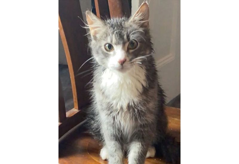 Woman rescued from well after trying to save pet cat in Gawler West post image