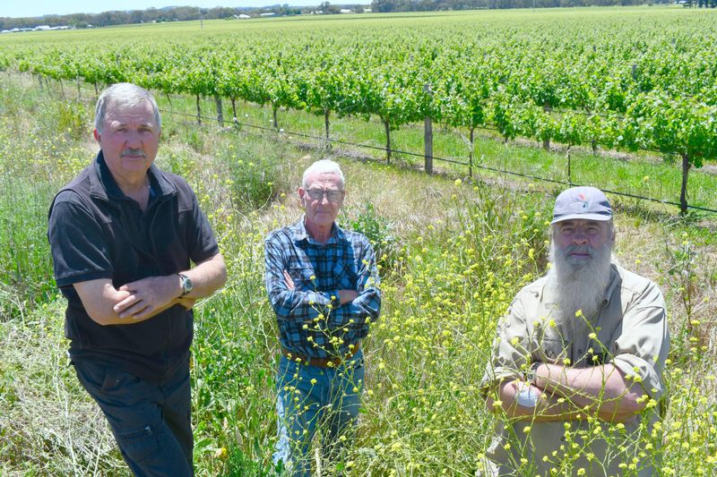 Overgrown grass in Light Pass post image