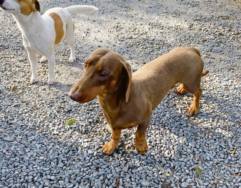 Dog’s sure clocked some "Milo"s: Beloved dachshund found after more than five months on the run post image