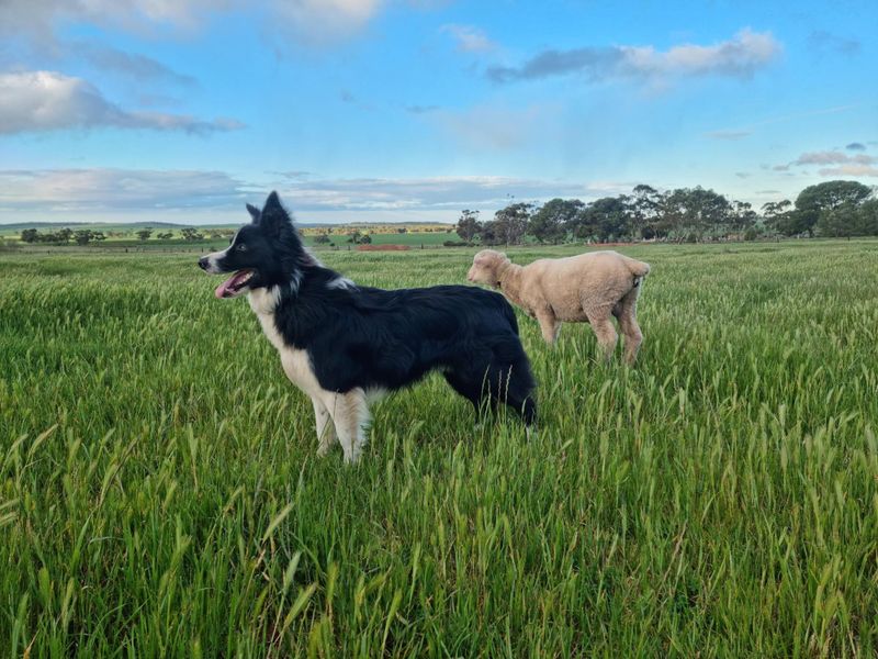 Muster Dogs of Barossa post image
