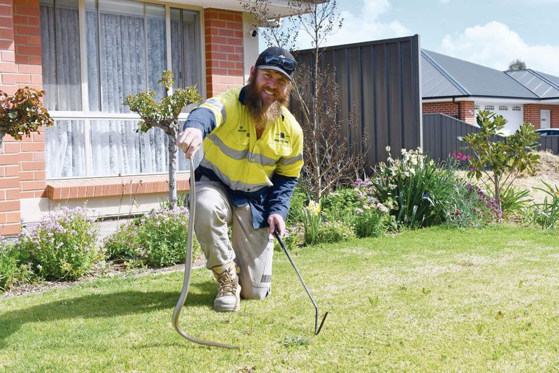 Be safe and vigilant as snake season begins post image