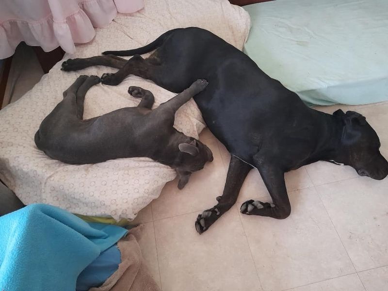 Family seeks community help over puppy post image