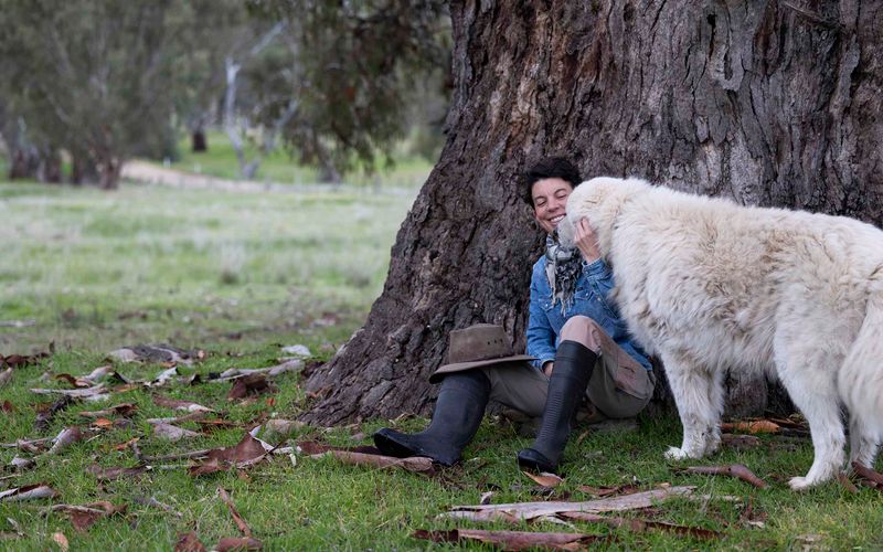 For the love of the flock post image