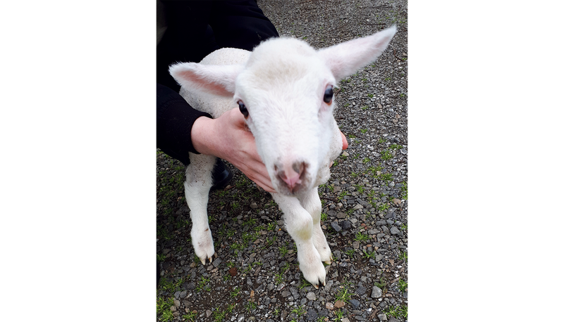 Second chance for Shaun the sheep post image