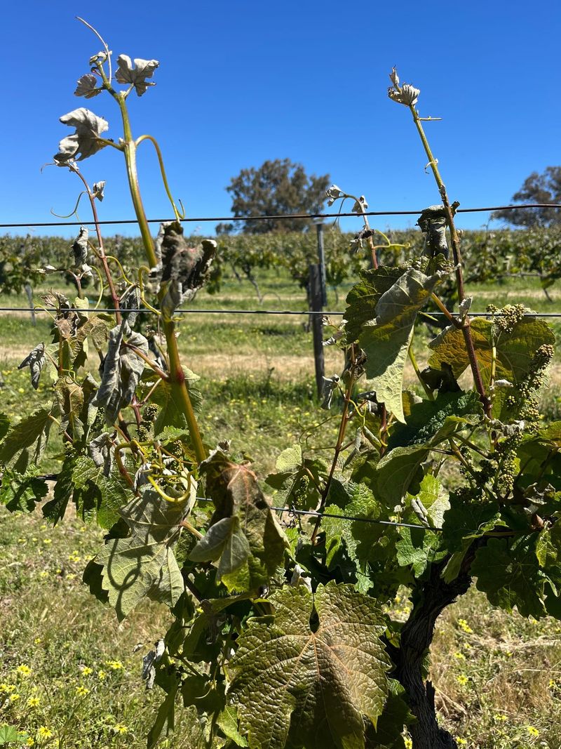 Frost causes damage at Eden Valley post image