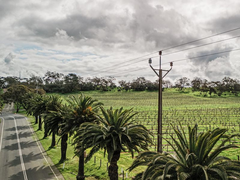 Powerlines and palms discussed at SRBA meeting post image