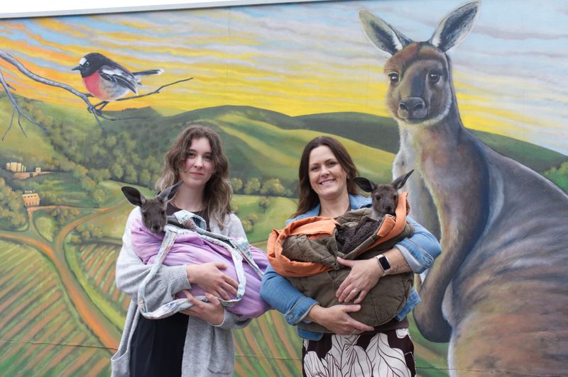 Drawing attention to local wildlife post image