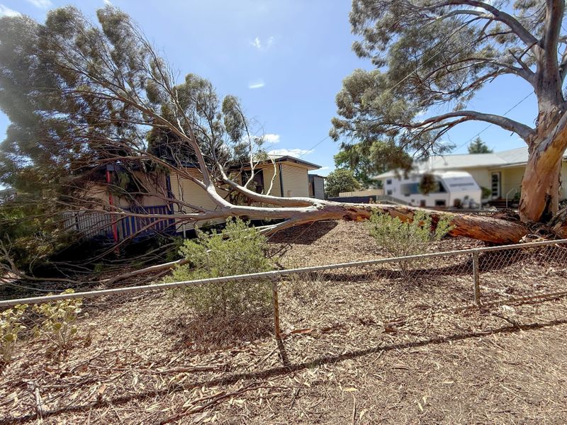 Tree down at Freeling prompts SES warning post image