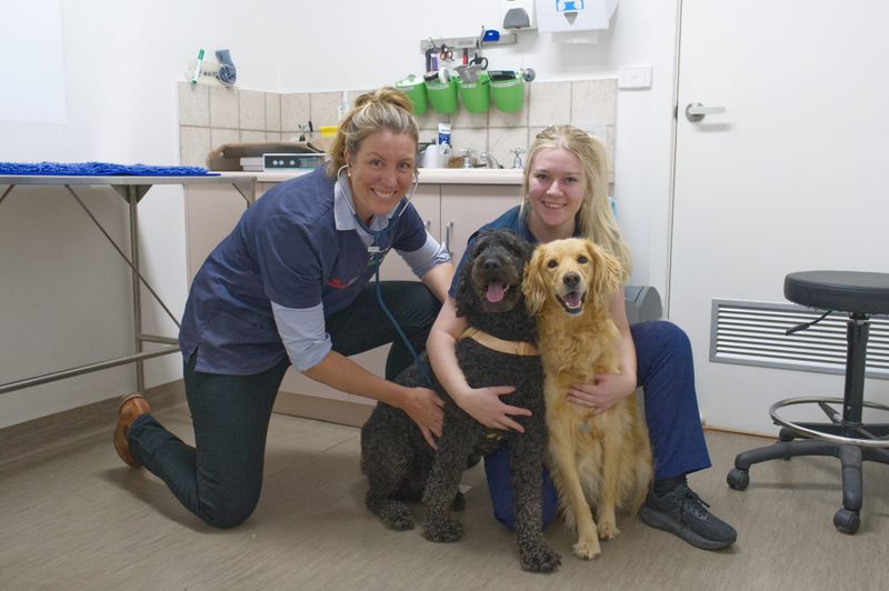 Healthy pets from nose to tail post image