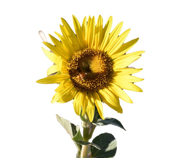 Small but still sunny - for an important cause post image