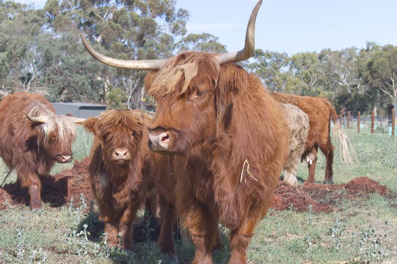 Hooked on the Highland: Why is everyone loving Highland Cows? post image