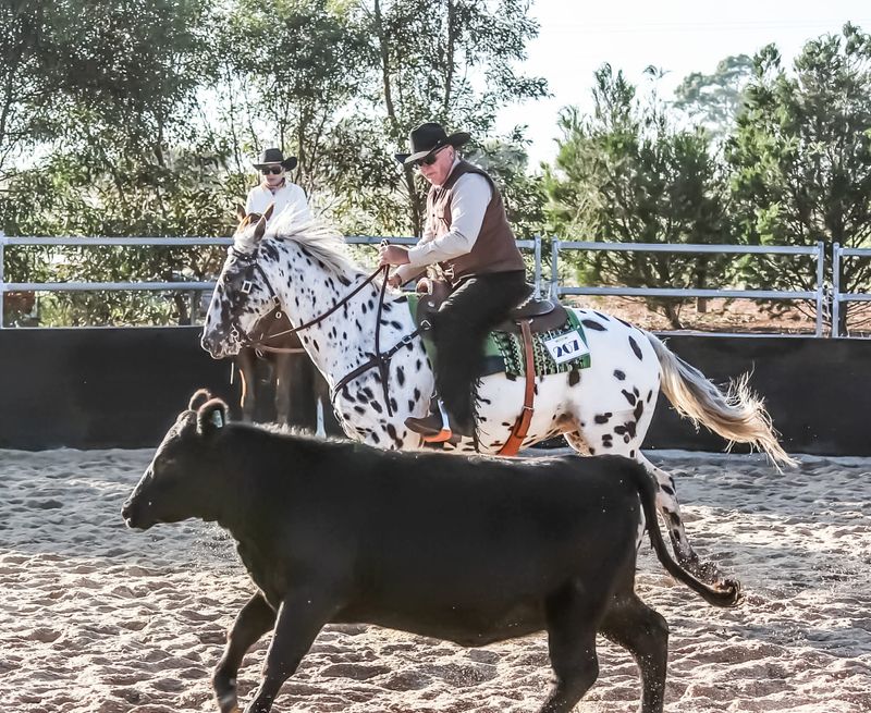 Giddy Up at Templers post image