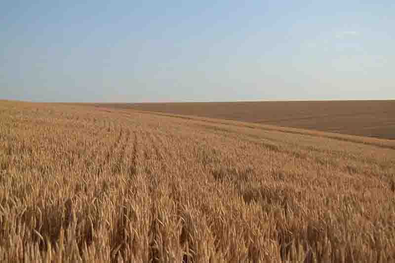 Positive grain forecast for the season despite pressures post image